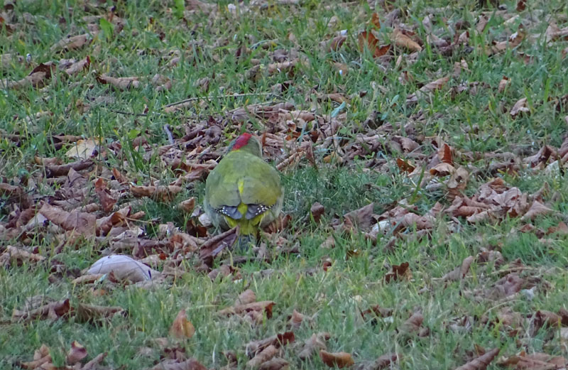 Picus viridis